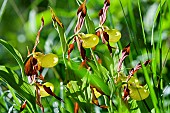 Ladies slipper Orchid (Cypripedium calceolus)