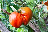 Tomato, Summer vegetable, Vegetable garden, Jardins dAlsace, Haut-Rhin, France