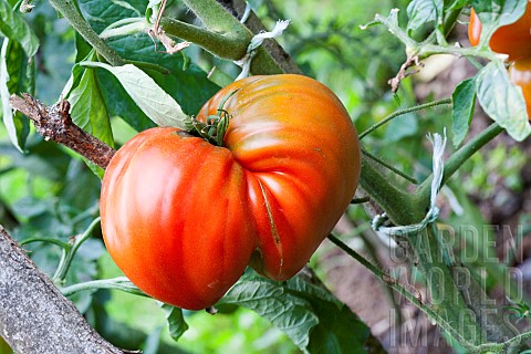 Tomato_Summer_vegetable_Vegetable_garden_Jardins_dAlsace_HautRhin_France