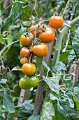 Tomato, Summer vegetable, Vegetable garden, Jardins dAlsace, Haut-Rhin, France
