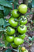 Tomato, Summer vegetable, Vegetable garden, Jardins dAlsace, Haut-Rhin, France