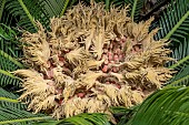 Japanese sago palm (Cycas revoluta) female cone