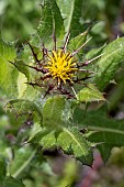 Holy Thistle (Centaurea benedicta), Alpes de Haute Provence, France