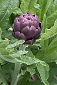 Purple artichoke (Cynara scolymus)