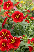 Calibrachoa Cabaret Special Red Kiss