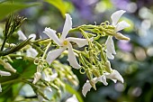 Star jasmine (Trachelospermum jasminoides) flowers