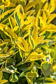 Euonymus japonicus Elegantissimus Aureus