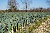 Field of leeks in the collective garden Les Potiront in Décines. Shared garden and planting in open fields. Garden allowing members to have baskets of organic vegetables at a lower cost, Lyon, France