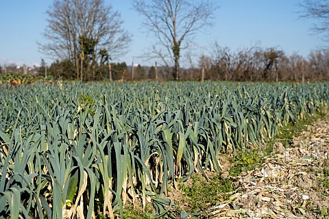 Field_of_leeks_in_the_collective_garden_Les_Potiront_in_Dcines_Shared_garden_and_planting_in_open_fi