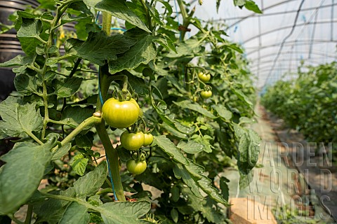 Row_of_tomato_plants_with_green_tomatoes_Bioclimatic_Green_house_used_by_the_adult_training_center_C