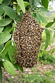 Swarm of bees on a branch in a garden after it left a beekeepers hive on a stormy day, Lyon, France