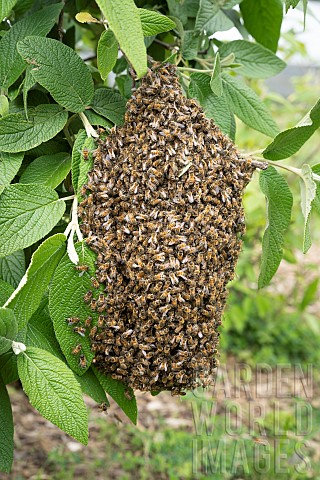 Swarm_of_bees_on_a_branch_in_a_garden_after_it_left_a_beekeepers_hive_on_a_stormy_day_Lyon_France