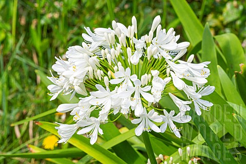 Lily_of_the_Nile_Alba_Agapanthus_africanus_Alba_flowers