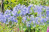 Lily of the Nile Blue Giant, Agapanthus africanus Blue Giant, flowers