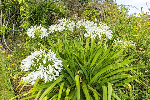 Lily_of_the_Nile_Alba_Agapanthus_africanus_Alba_flowers