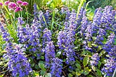 Carpet Bugle Atropurpurea, Ajuga reptans Atropurpurea, flowers