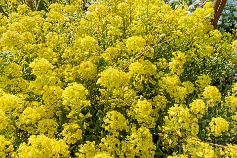 Basketofgold_Compacta_Gold_Bullet_Aurinia_saxatilis_Compacta_Gold_Bullet_flowers