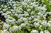 Forget-me-Not Snowsylva, Myosotis alpestris Snowsylva, flowers