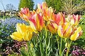 Single Late Tulip Georgette, flowers