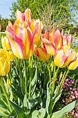 Single Late Tulip Georgette, flowers