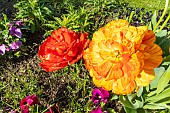 Double Late Tulip Gudoshnik, flowers