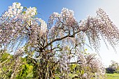 Chinese wisteria Flore Pleno, Wisteria sinensis Flore Pleno, in bloom
