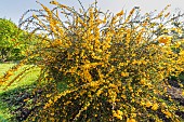 Mrs. Wilsons barberry, Berberis wilsoniae, in bloom