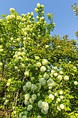 Japanese snowball, Viburnum opulus Roseum, in bloom