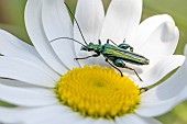 Male Thick-legged flower beetle (Oedemera nobilis) on Ox-eye daisy (Leucanthemum vulgare), Loire-Atlantique, France