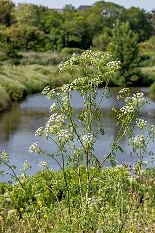 Hemlock_Conium_maculatum_flowering_on_the_bank_of_a_canal_LoireAtlantique_France