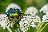 Rose chafer (Cetonia aurata) feeding on Hemlock water dropwort (Oenanthe crocata) flowers, Loire-Atlantique, France