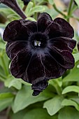 Black Petunia