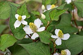 Fish mint (Houttuynia cordata)