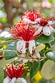 Feijoa (Acca sellowiana) flowers