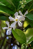 Star jasmine (Trachelospermum jasminoides) flowers