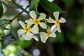 Yellow star jasmine (Trachelospermum asiaticum) flowers