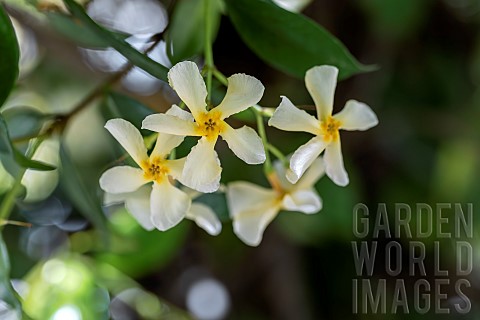 Yellow_star_jasmine_Trachelospermum_asiaticum_flowers