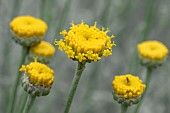 Cotton lavender (Santolina chamaecyparissus) in early flowering stage