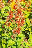 Hummingbird Sage Lady in Red, Salvia coccinea Lady in Red, flowers