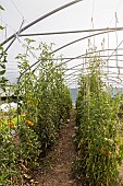 Growing tomatoes in a greenhouse