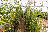 Growing tomatoes in a greenhouse