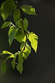 Spring foliage of yellow birch (Betula alleghaniensis) against the light. La Mauricie National Park. Province of Quebec. Canada.