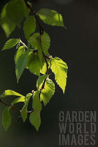 Spring_foliage_of_yellow_birch_Betula_alleghaniensis_against_the_light_La_Mauricie_National_Park_Pro