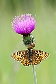 Predation Glanville Fritillary (Melitaea cinxia) by a spider, Prairies du Fouzon, France