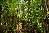 Flooded savanna forest, Acai palms, Suriname