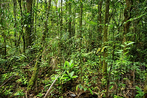 Primary_rainforest_Suriname