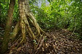 Savanna rainforest, Suriname