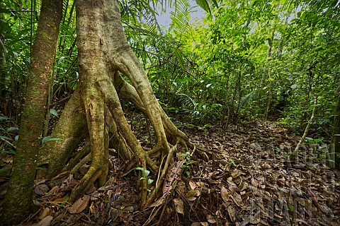 Savanna_rainforest_Suriname