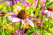 Coneflower, Echinacea Bravado, Echinacea purpurea Leuchtstern, flowers