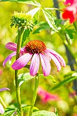 Coneflower, Echinacea Bravado, Echinacea purpurea Leuchtstern, flower